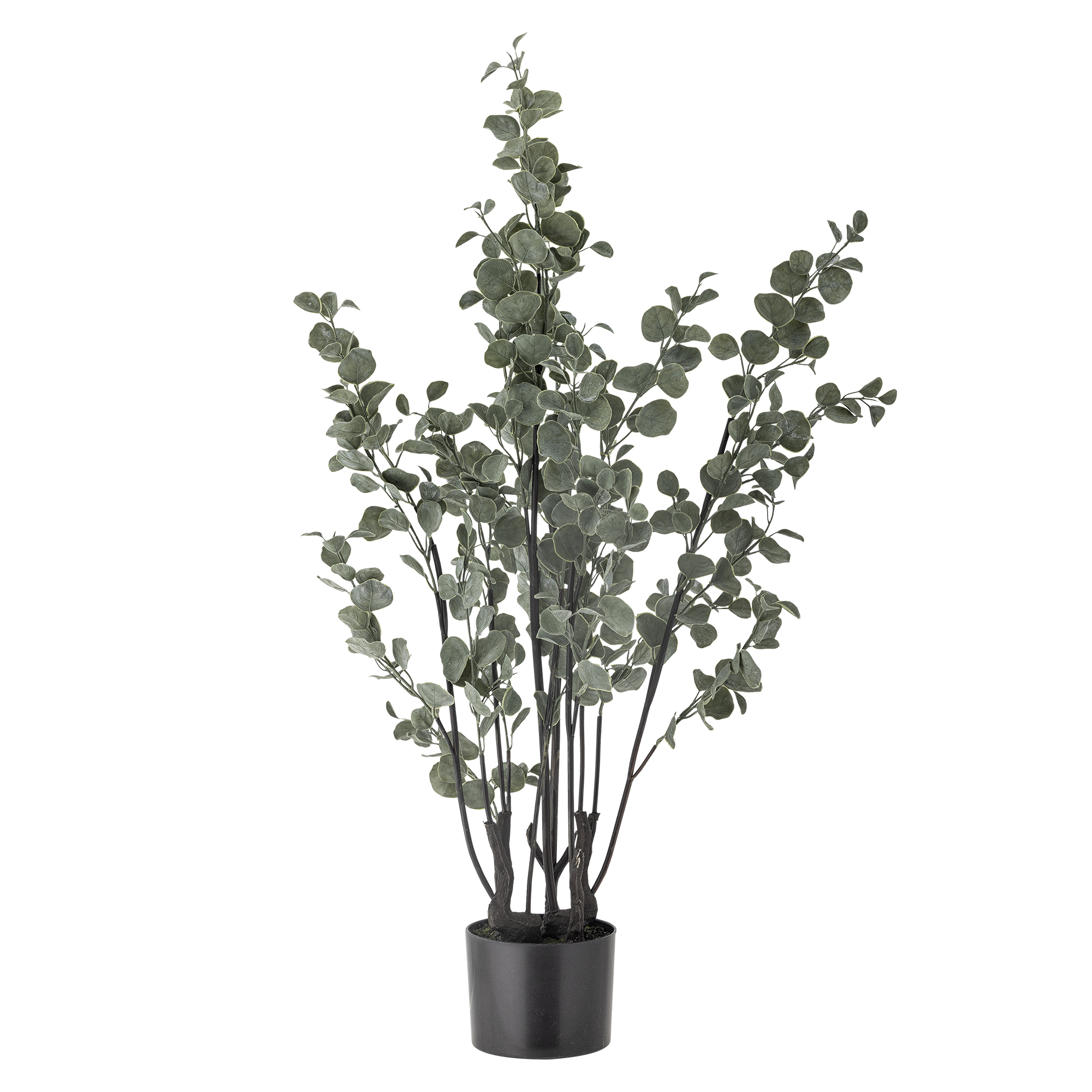 zimmerpflanze mit kleinen weißen blüten Anthurium White kaufen – edle Zimmerpflanze mit weißen Blüten – PlantmyHome main image 1
