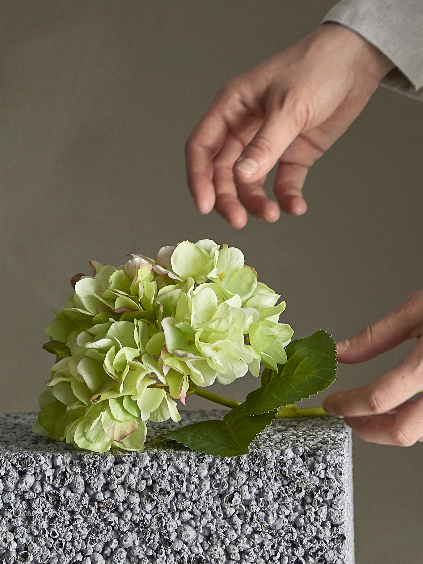 Hydrangea4937　0806 h481929.001?$aempdlarge80$